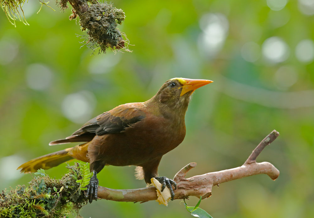 Russet-backed Oropendula