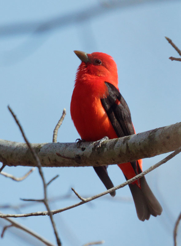 Scarlet Tanager