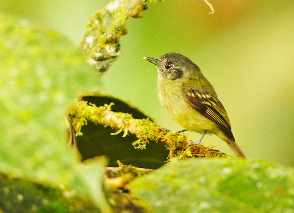 Slaty-capped Flycatcher