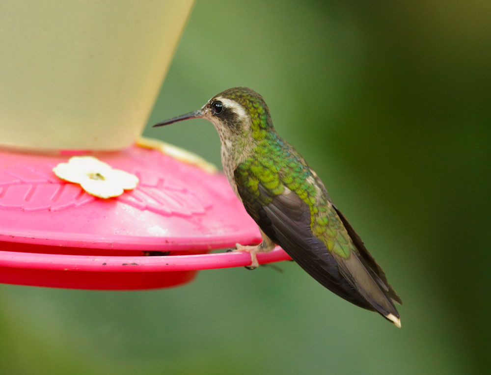 Speckled Hummingbird