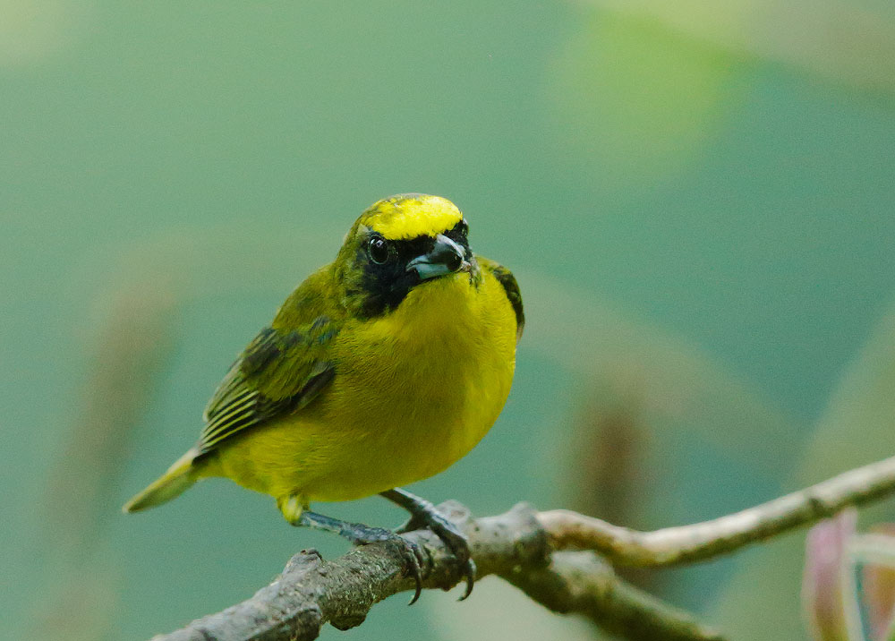 Thick-billed Euphonia