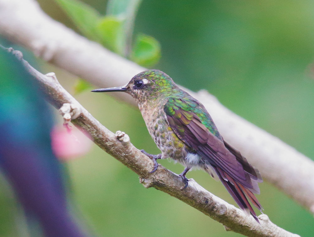 Tyrian Metaltail