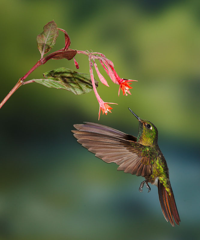 Tyrian Metaltail