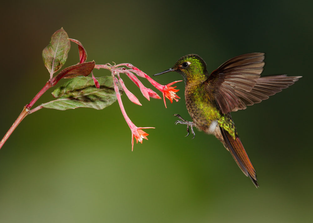 Tyrian Metaltail