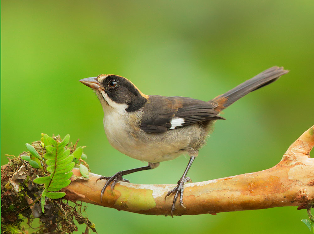 White-winged Brush-Finch