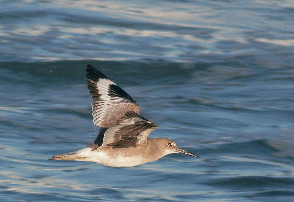 Willet, non-breeding plumage, flying, 9/25/06, Salinas State Beach, Monterey Co