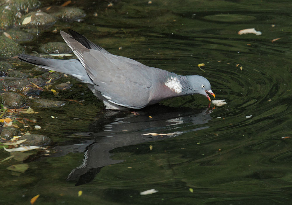 Woodpigeon