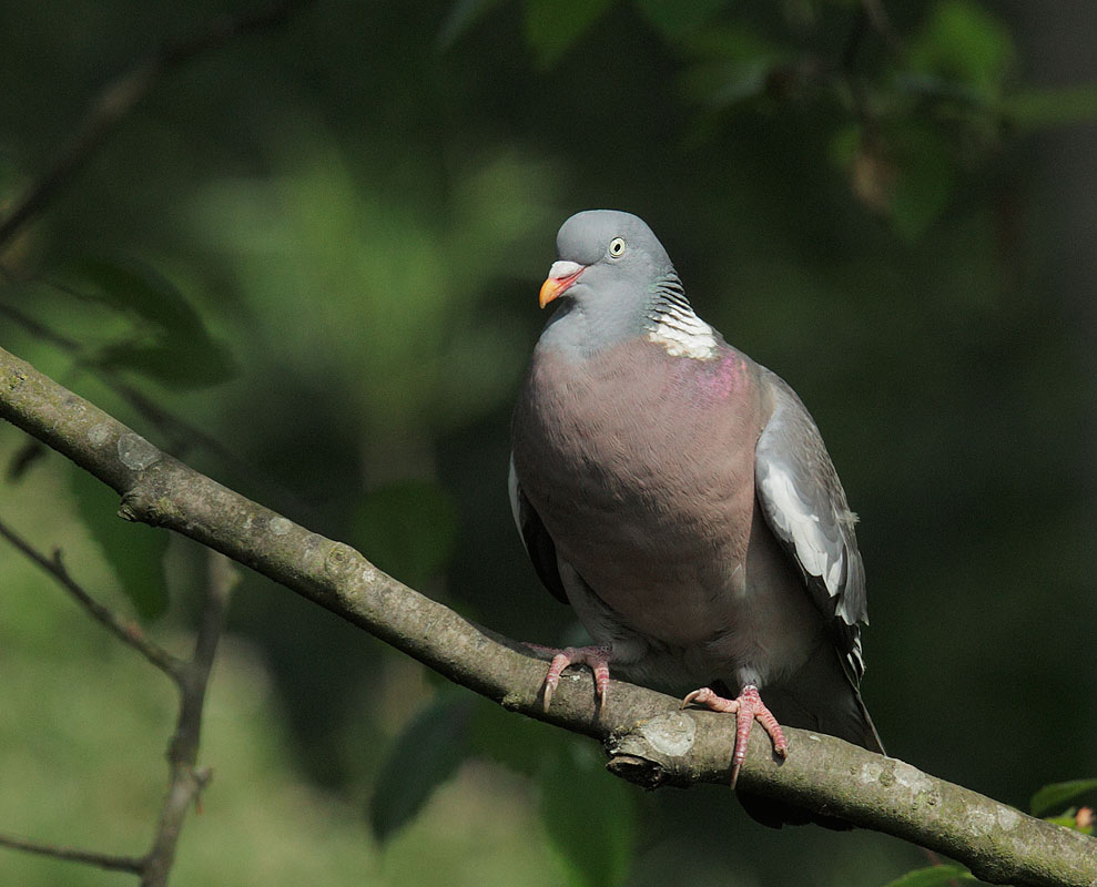 Woodpigeon