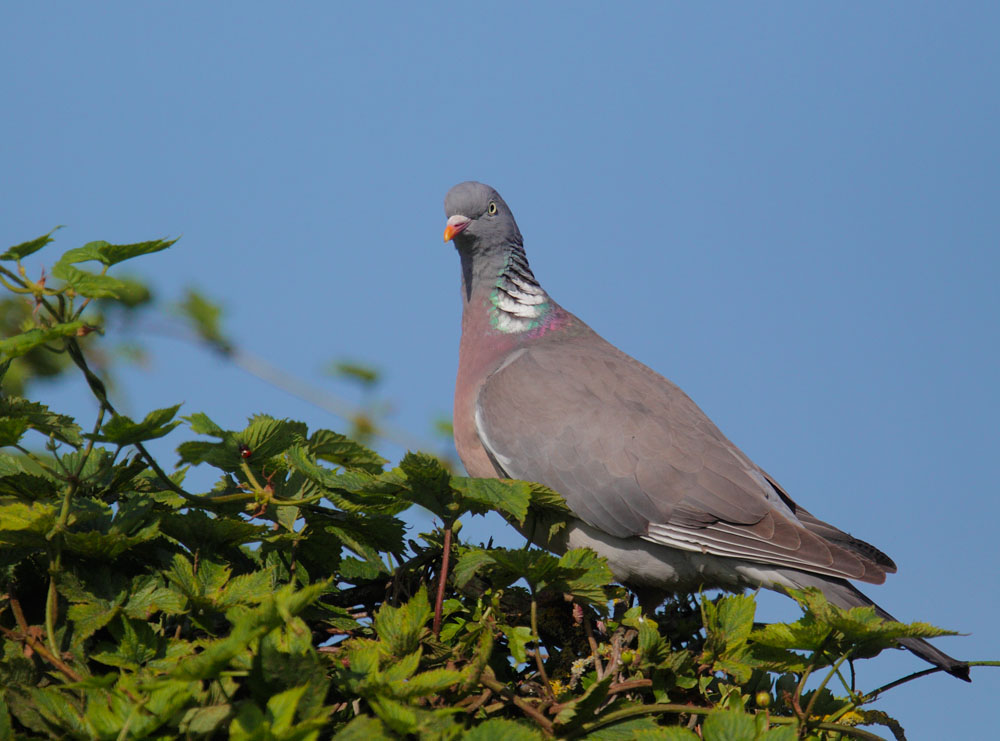 Woodpigeon