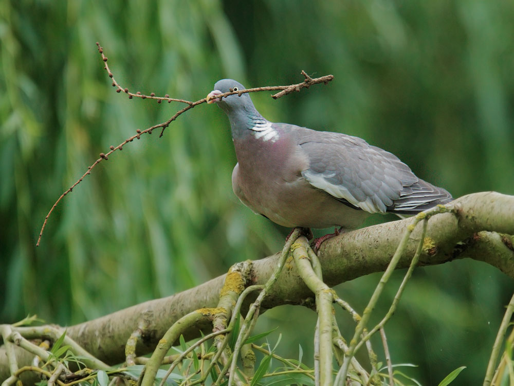Woodpigeon